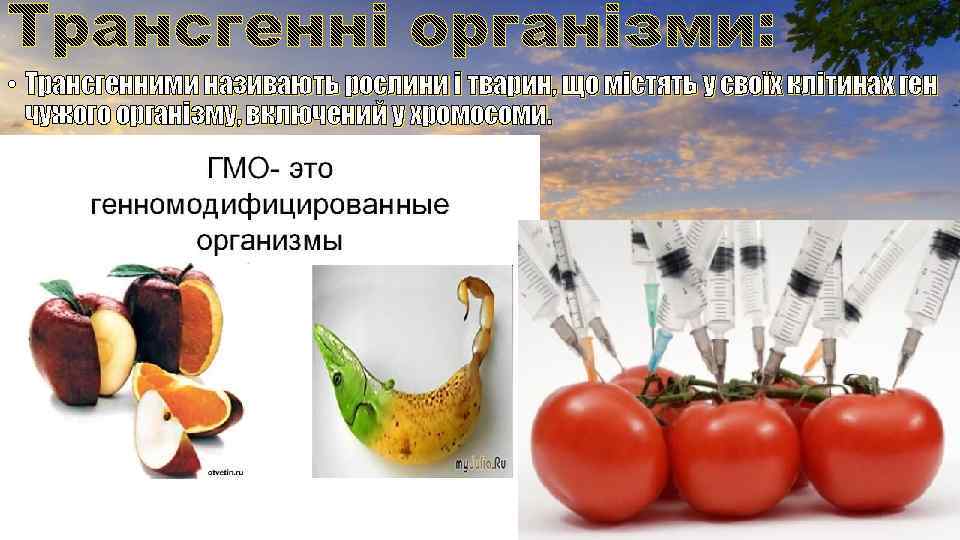  • Трансгенними називають рослини і тварин, що містять у своїх клітинах ген чужого