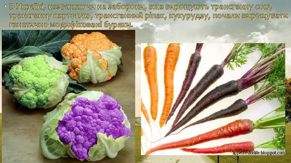  • В Україні, незважаючи на заборони, вже вирощують трансгенну сою, трансгенну картоплю, трансгенний