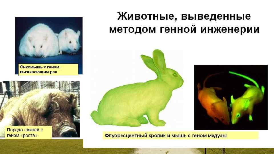  • Негативний вплив трансгенних рослин, стійких до шкідників, на нецільові організми можливий завдяки