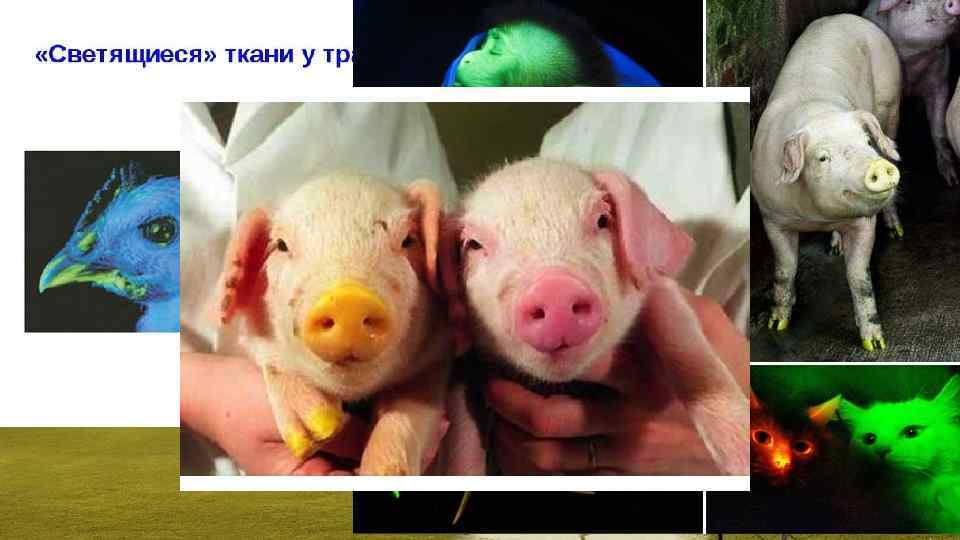 Трансгенні організми можуть мати велике значення для підвищення ефективності сільського господарства та в дослідженнях