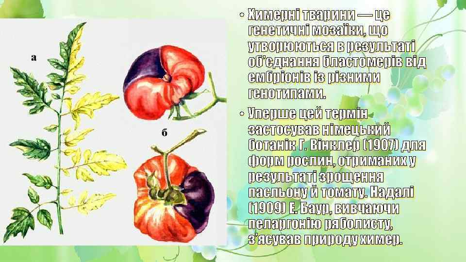  • Химерні тварини — це генетичні мозаїки, що утворюються в результаті об’єднання бластомерів