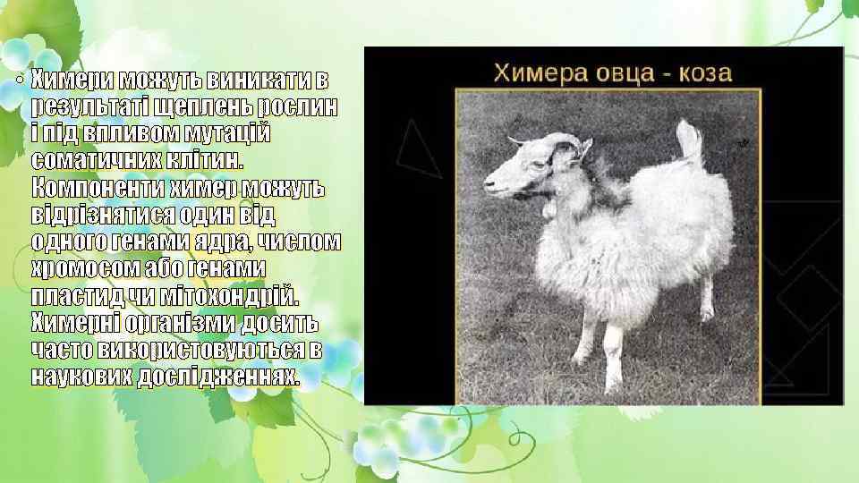 • Химери можуть виникати в результаті щеплень рослин і під впливом мутацій соматичних
