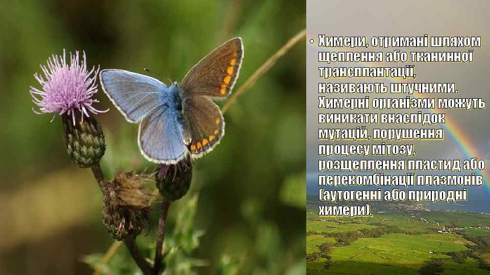  • Химери, отримані шляхом щеплення або тканинної трансплантації, називають штучними. Химерні організми можуть
