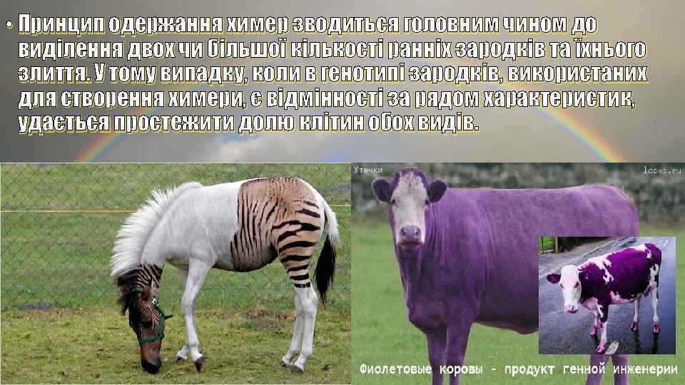  • Принцип одержання химер зводиться головним чином до виділення двох чи більшої кількості