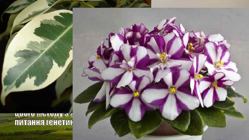  • У 1981 р. вперше отримали мишу з клітин, частина яких походила із