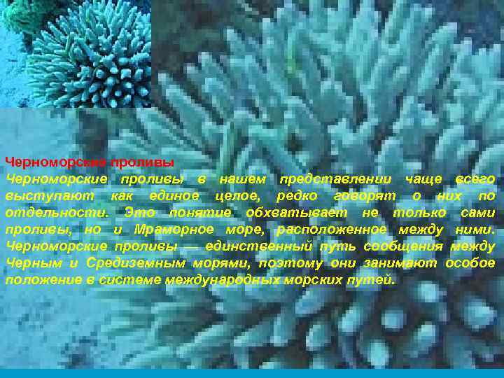 Черноморские проливы в нашем представлении чаще всего выступают как единое целое, редко говорят о
