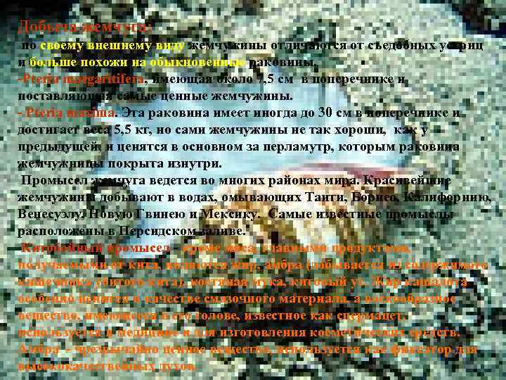 Добыча жемчуга: по своему внешнему виду жемчужины отличаются от съедобных устриц и больше похожи