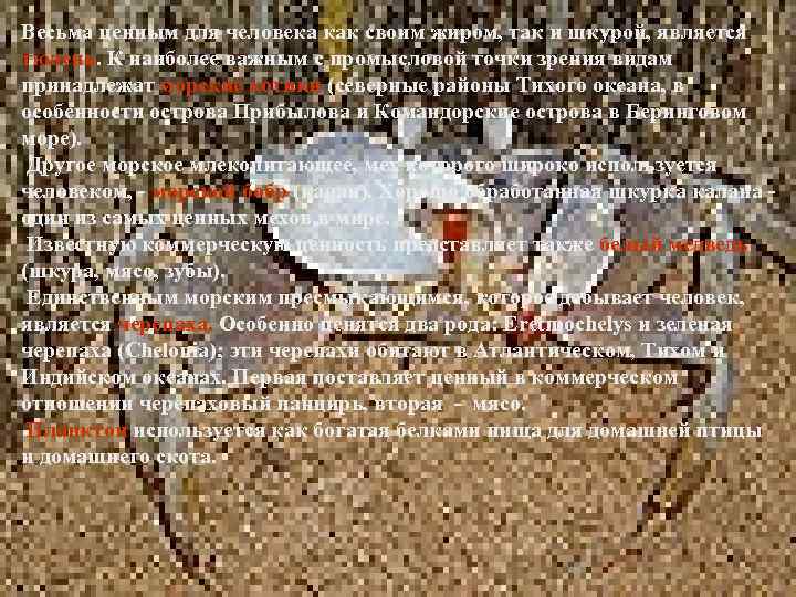 Весьма ценным для человека как своим жиром, так и шкурой, является тюлень. К наиболее