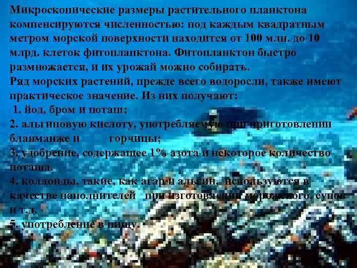 Микроскопические размеры растительного планктона компенсируются численностью: под каждым квадратным метром морской поверхности находится от