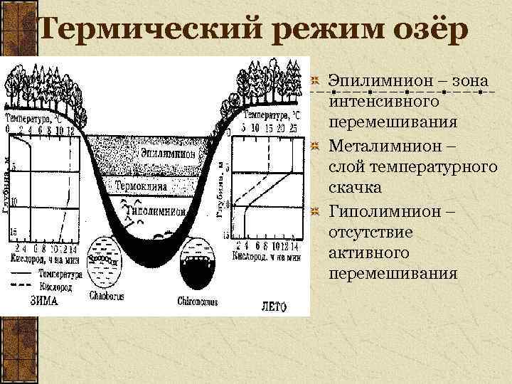 Термический режим озёр Эпилимнион – зона интенсивного перемешивания Металимнион – слой температурного скачка Гиполимнион