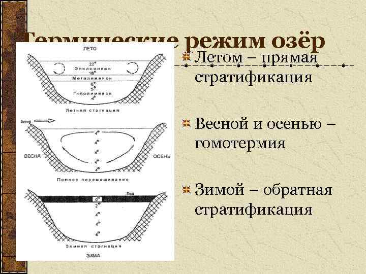 Термические режим озёр Летом – прямая стратификация Весной и осенью – гомотермия Зимой –