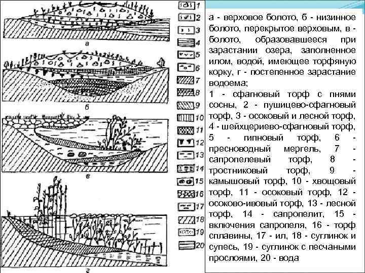 Верховые и низинные болота