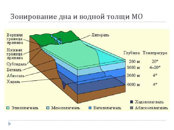 Зонирование дна и водной толщи МО 