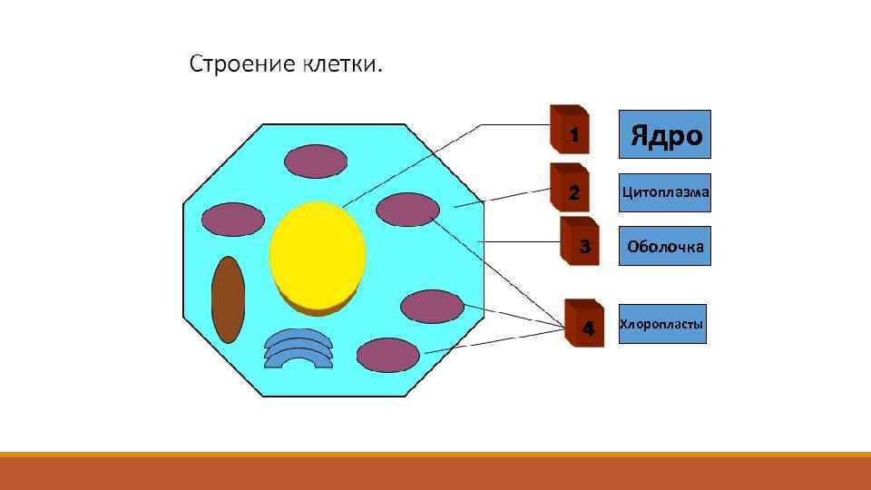 1 Ядро 2 Цитоплазма 3 Оболочка 4 Хлоропласты 