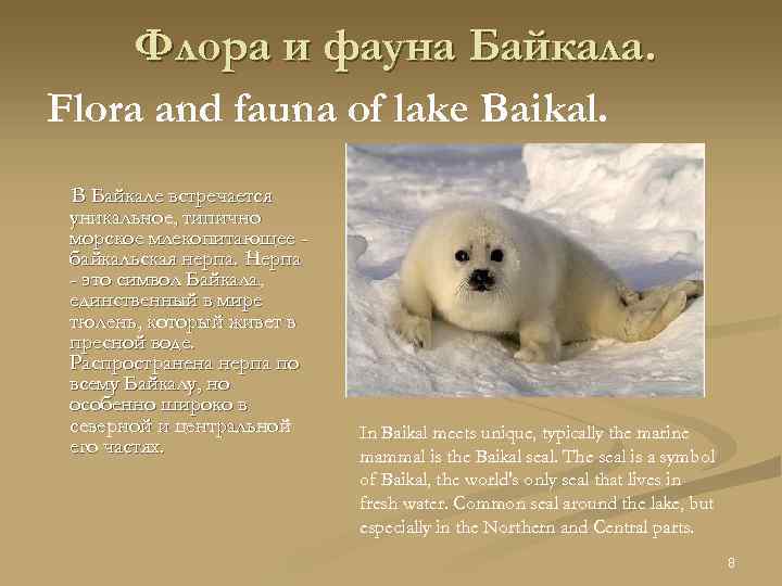 Флора и фауна Байкала. Flora and fauna of lake Baikal. В Байкале встречается уникальное,