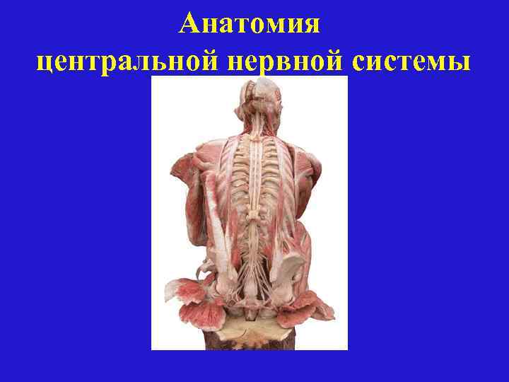 Анатомия центральной нервной системы 