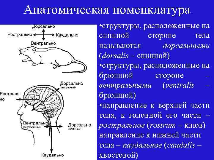 Анатомическая номенклатура • структуры, расположенные на спинной стороне тела называются дорсальными (dorsalis – спинной)