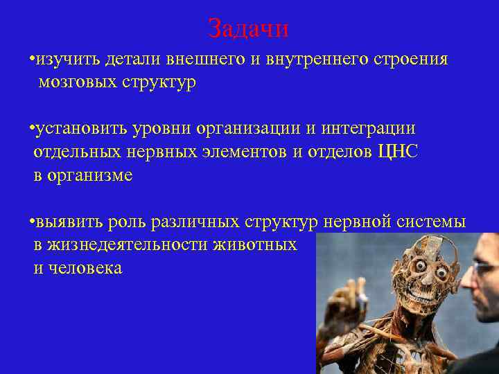 Задачи • изучить детали внешнего и внутреннего строения мозговых структур • установить уровни организации