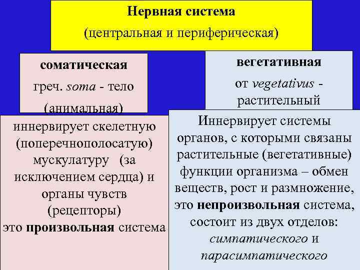 Нервная система (центральная и периферическая) соматическая вегетативная от vegetativus растительный (анимальная) Иннервирует системы (автономная)