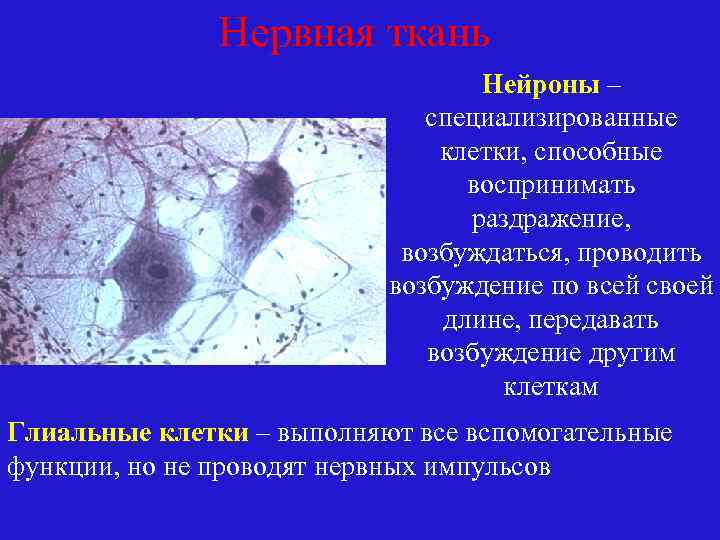Нервная ткань Нейроны – специализированные клетки, способные воспринимать раздражение, возбуждаться, проводить возбуждение по всей