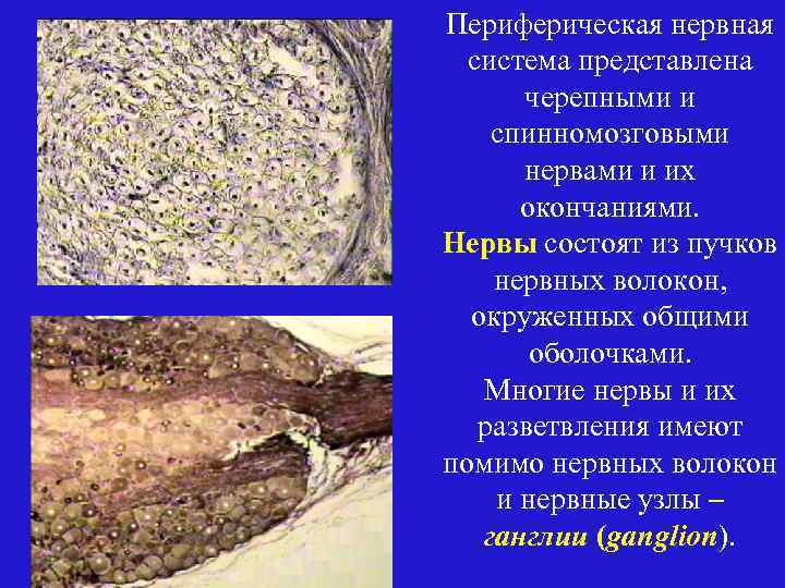 Периферическая нервная система представлена черепными и спинномозговыми нервами и их окончаниями. Нервы состоят из