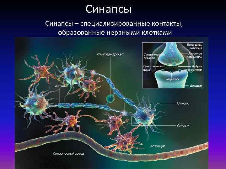 Синапсы – специализированные контакты, образованные нервными клетками 