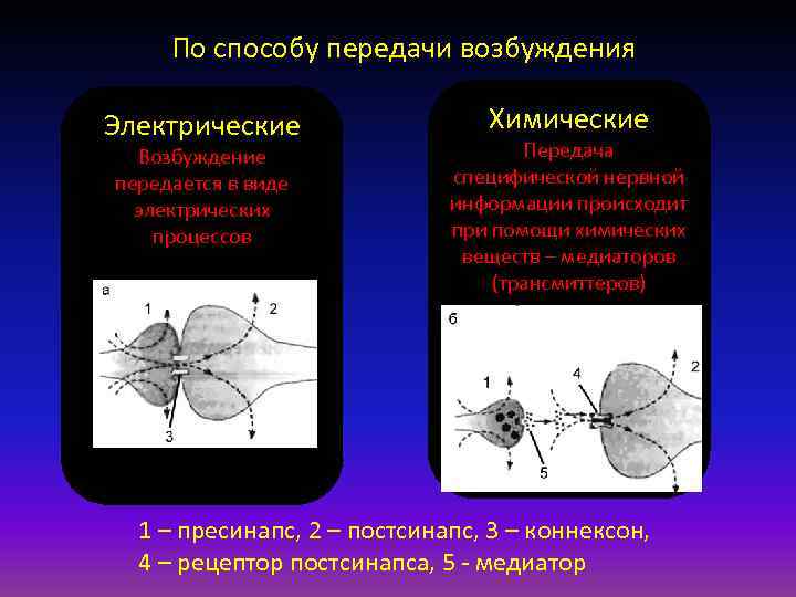 По способу передачи возбуждения Электрические Возбуждение передается в виде электрических процессов Химические Передача специфической
