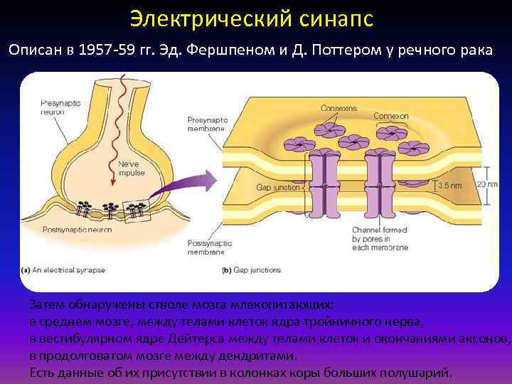 Электрический синапс Описан в 1957 -59 гг. Эд. Фершпеном и Д. Поттером у речного