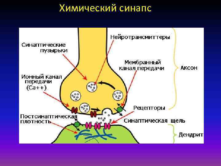 Химический синапс 