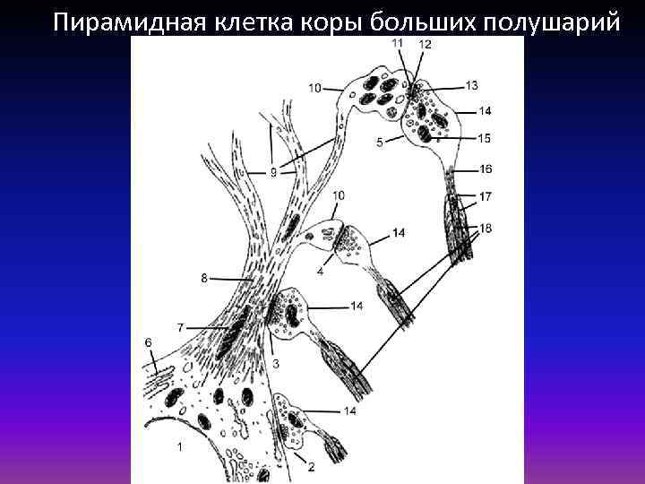 Пирамидная клетка коры больших полушарий 