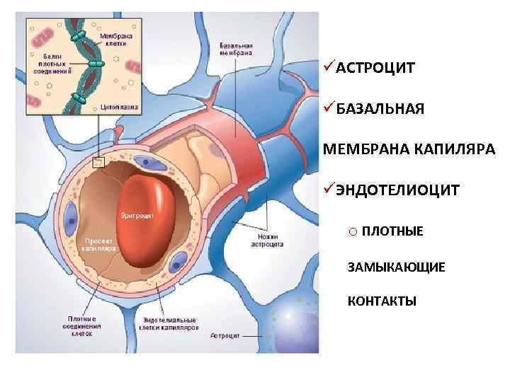 üАСТРОЦИТ üБАЗАЛЬНАЯ МЕМБРАНА КАПИЛЯРА üЭНДОТЕЛИОЦИТ o ПЛОТНЫЕ ЗАМЫКАЮЩИЕ КОНТАКТЫ 