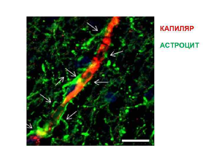 КАПИЛЯР АСТРОЦИТ 