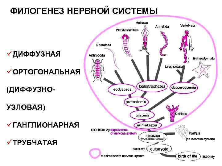 ФИЛОГЕНЕЗ НЕРВНОЙ СИСТЕМЫ üДИФФУЗНАЯ üОРТОГОНАЛЬНАЯ (ДИФФУЗНОУЗЛОВАЯ) üГАНГЛИОНАРНАЯ üТРУБЧАТАЯ 