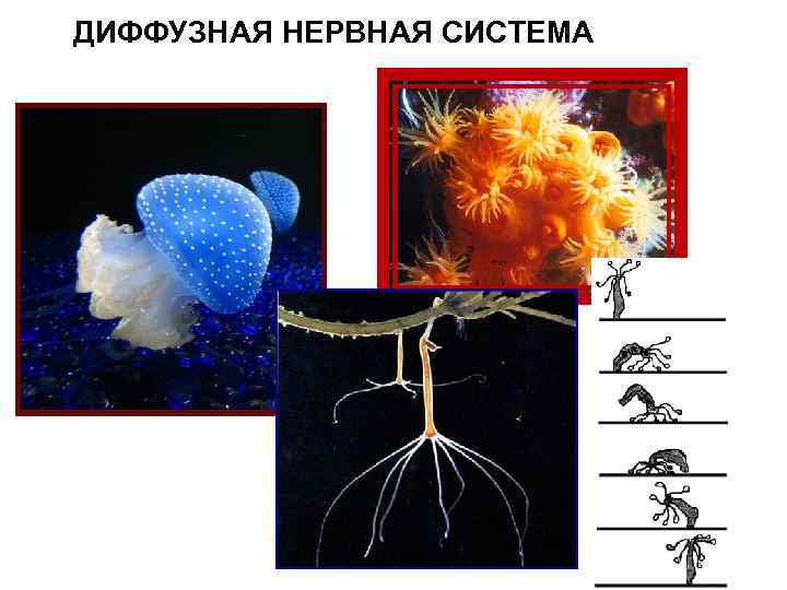 ДИФФУЗНАЯ НЕРВНАЯ СИСТЕМА 