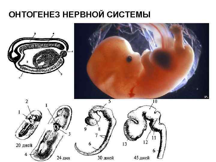 ОНТОГЕНЕЗ НЕРВНОЙ СИСТЕМЫ 