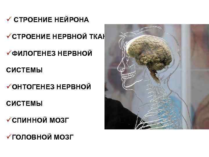 ü СТРОЕНИЕ НЕЙРОНА üСТРОЕНИЕ НЕРВНОЙ ТКАНИ üФИЛОГЕНЕЗ НЕРВНОЙ СИСТЕМЫ üОНТОГЕНЕЗ НЕРВНОЙ СИСТЕМЫ üСПИННОЙ МОЗГ