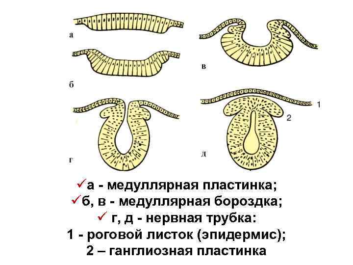 üа - медуллярная пластинка; üб, в - медуллярная бороздка; ü г, д - нервная