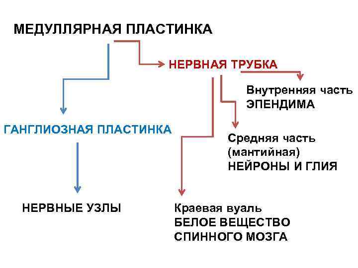 МЕДУЛЛЯРНАЯ ПЛАСТИНКА НЕРВНАЯ ТРУБКА Внутренняя часть ЭПЕНДИМА ГАНГЛИОЗНАЯ ПЛАСТИНКА НЕРВНЫЕ УЗЛЫ Средняя часть (мантийная)