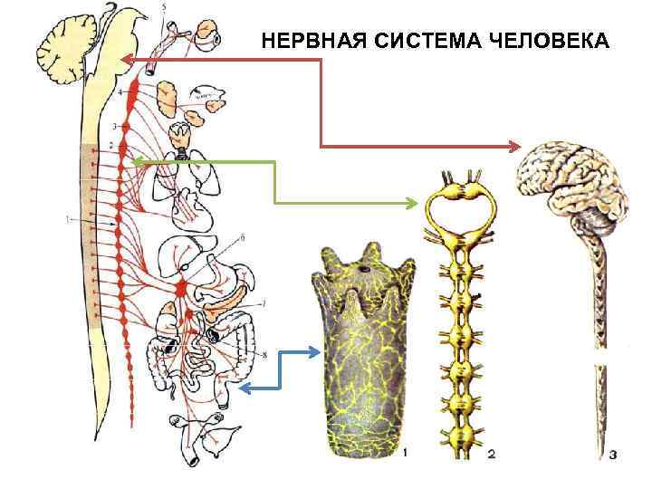 НЕРВНАЯ СИСТЕМА ЧЕЛОВЕКА 