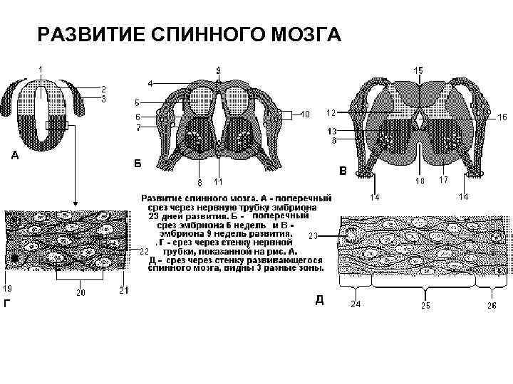 РАЗВИТИЕ СПИННОГО МОЗГА 