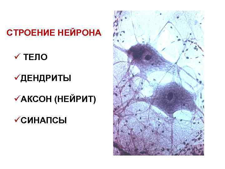 СТРОЕНИЕ НЕЙРОНА ü ТЕЛО üДЕНДРИТЫ üАКСОН (НЕЙРИТ) üСИНАПСЫ 