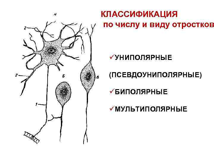 Псевдоуниполярный нейрон обозначен на рисунке буквой