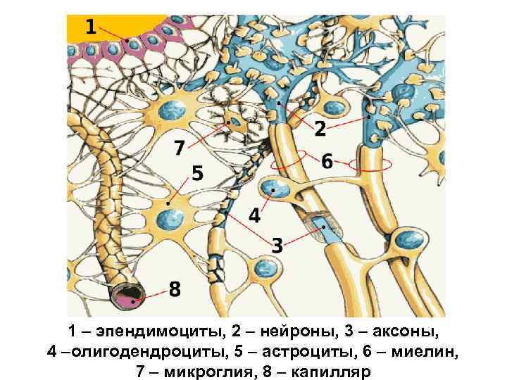 3 нейрон