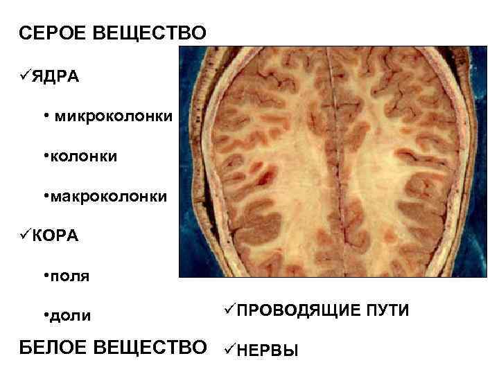 СЕРОЕ ВЕЩЕСТВО üЯДРА • микроколонки • макроколонки üКОРА • поля • доли üПРОВОДЯЩИЕ ПУТИ