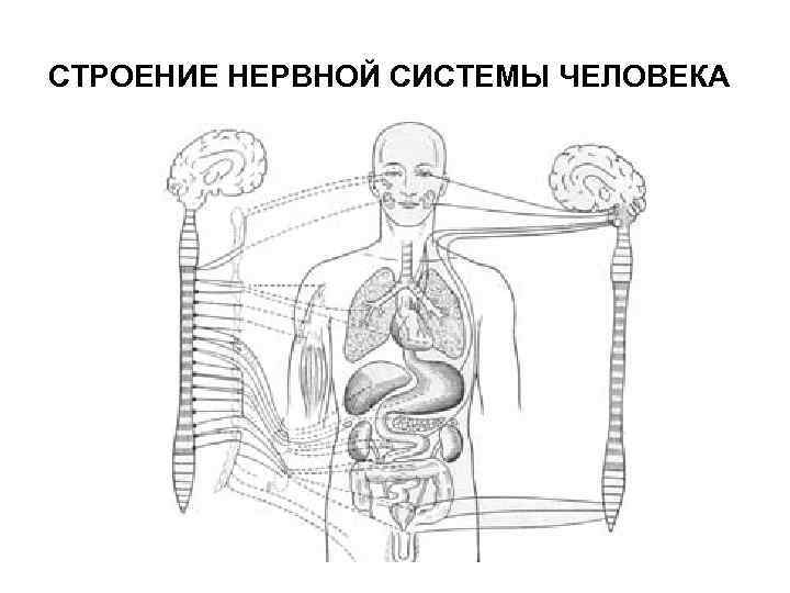 СТРОЕНИЕ НЕРВНОЙ СИСТЕМЫ ЧЕЛОВЕКА 