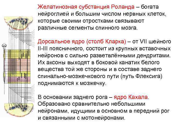 Желатинозная субстанция Роланда – богата нейроглией и большим числом нервных клеток, которые своими отростками