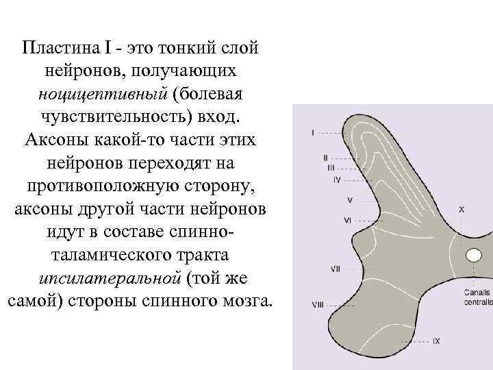 Пластина I - это тонкий слой нейронов, получающих ноцицептивный (болевая чувствительность) вход. Аксоны какой-то