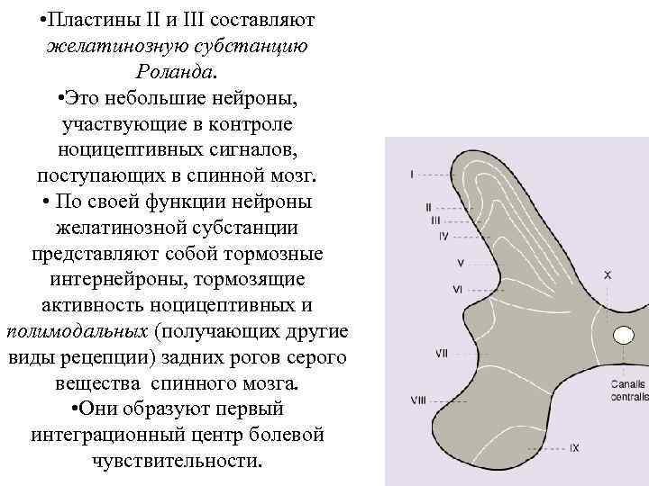  • Пластины II и III составляют желатинозную субстанцию Роланда. • Это небольшие нейроны,