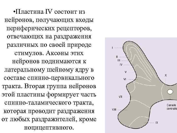  • Пластина IV состоит из нейронов, получающих входы периферических рецепторов, отвечающих на раздражения