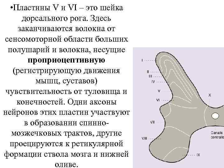  • Пластины V и VI – это шейка дорсального рога. Здесь заканчиваются волокна